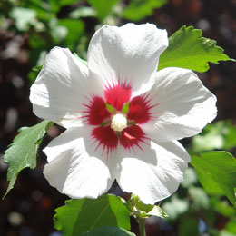 Hibiscus Red Heart